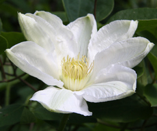 Clematis-008.jpg